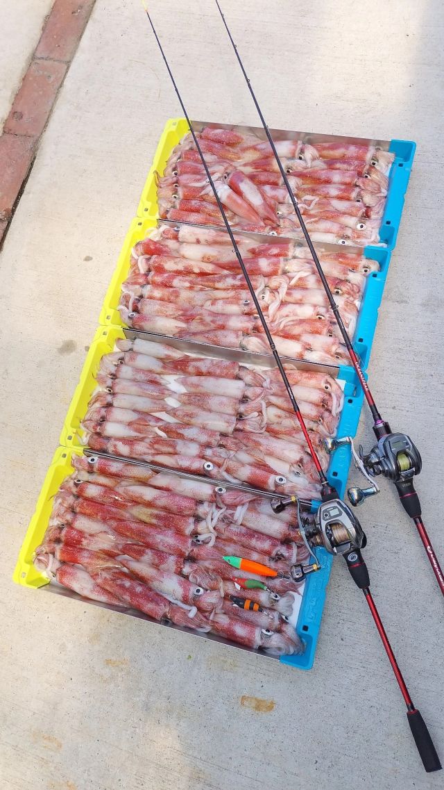 イカメタル釣果情報